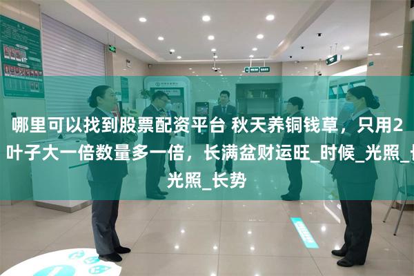 哪里可以找到股票配资平台 秋天养铜钱草，只用2招，叶子大一倍数量多一倍，长满盆财运旺_时候_光照_长势
